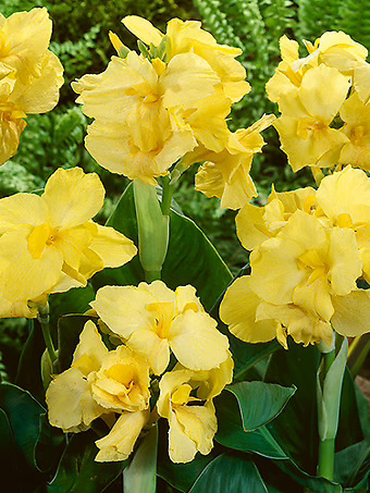 Yellow Futurity Canna Lily Bulbs