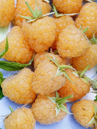 Fall Gold Raspberry