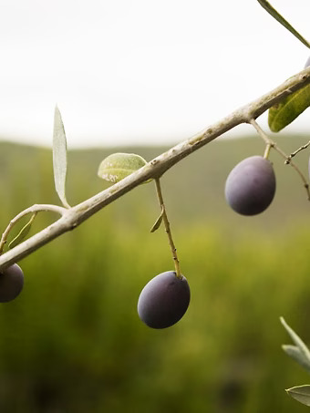 Frantoio Olive Tree