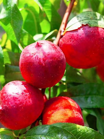 Hardired Nectarine