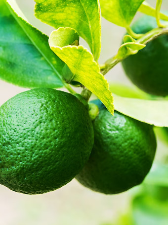 Key Lime Bush