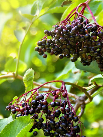 Marge Elderberry