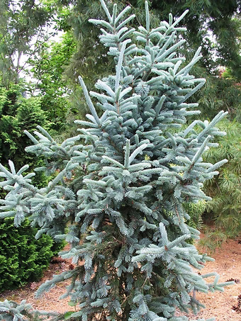 Vanderwolf's Blue Pyramid Spruce