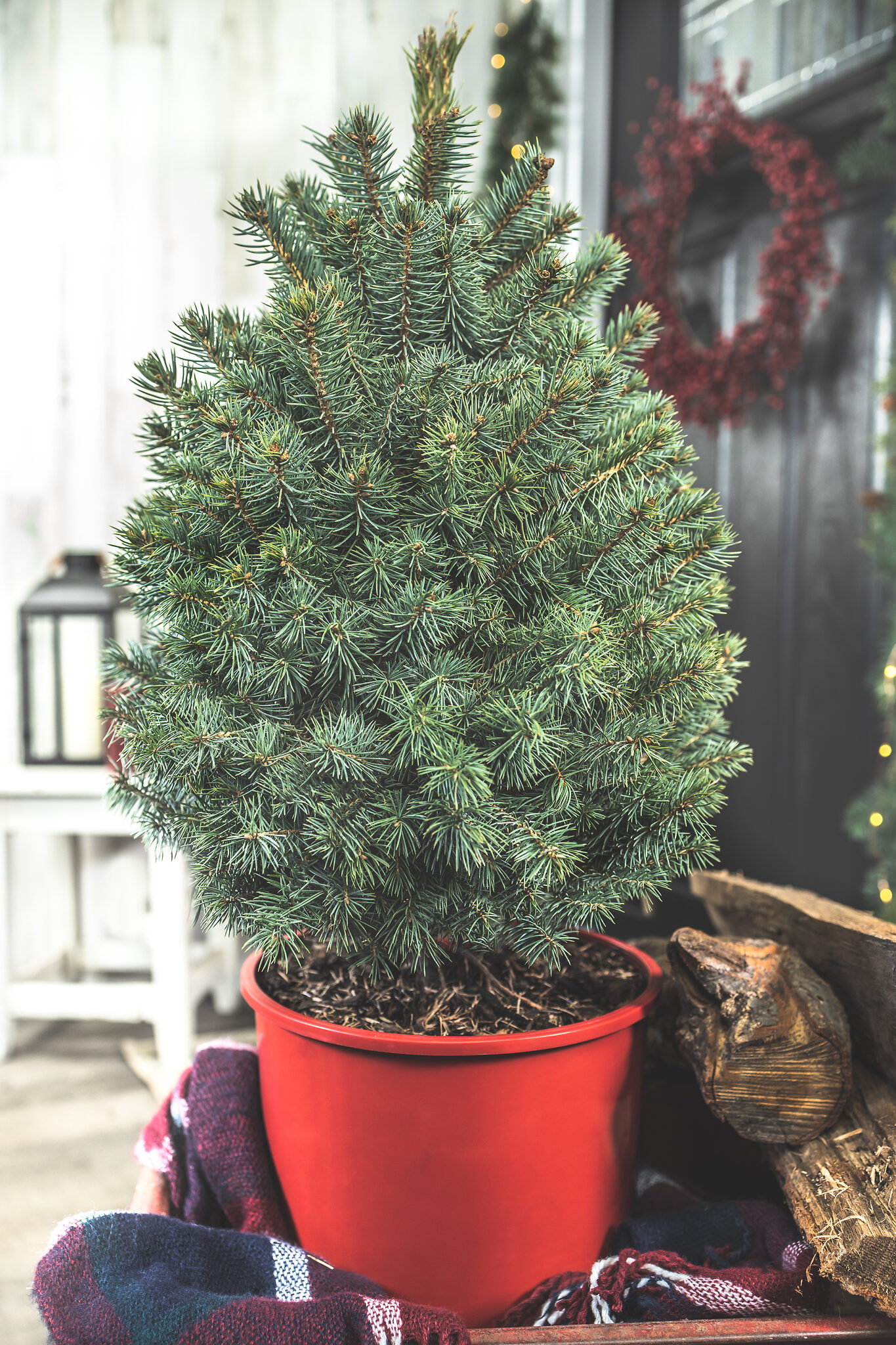 buy-baby-blue-spruces-trees-online-quality-baby-blue-spruce-trees