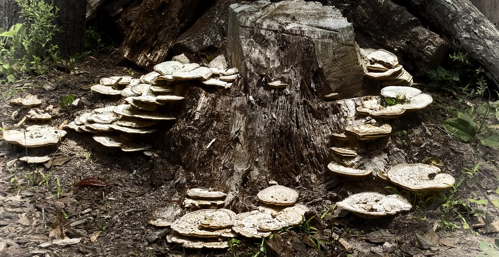 fungus on boxwood shrubs