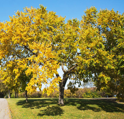 Accolade® Elm Trees For Sale Online | The Tree Center