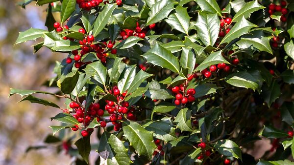 American Holly Guide | The Tree Center