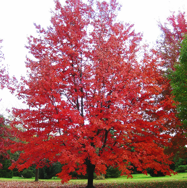 Autumn Fantasy® Red Maple Trees For Sale Online | The Tree Center