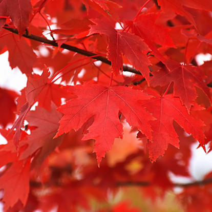 Autumn Fantasy® Red Maple Trees For Sale Online | The Tree Center