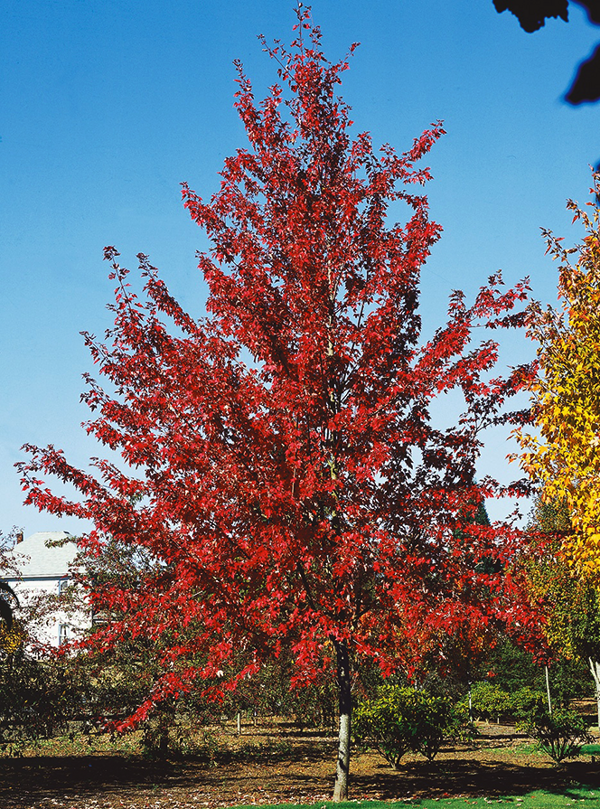 Autumn Fantasy® Red Maple Trees For Sale Online | The Tree Center