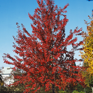 Autumn Fantasy® Red Maple Trees For Sale Online | The Tree Center