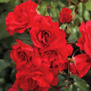 Autumn Sunblaze® Rose For Sale Online | The Tree Center