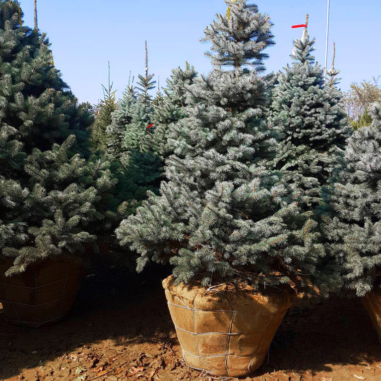 Baby Blue Eyes Spruce Trees For Sale Online The Tree Center   Baby Blue Colorado Spruce 02 768x768 