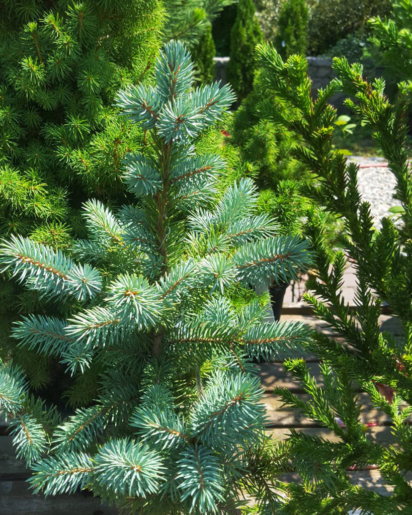 Baby Blue Eyes Spruce Trees For Sale Online The Tree Center   Baby Blue Colorado Spruce 03 819x1024 