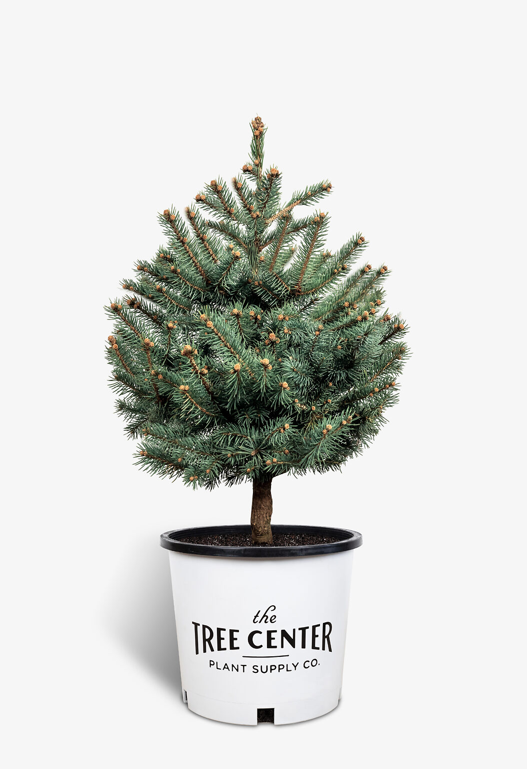 Baby Blue Eyes Spruce Trees For Sale Online The Tree Center   Baby Blue Eyes Spruce 5G 01 1054x1536 