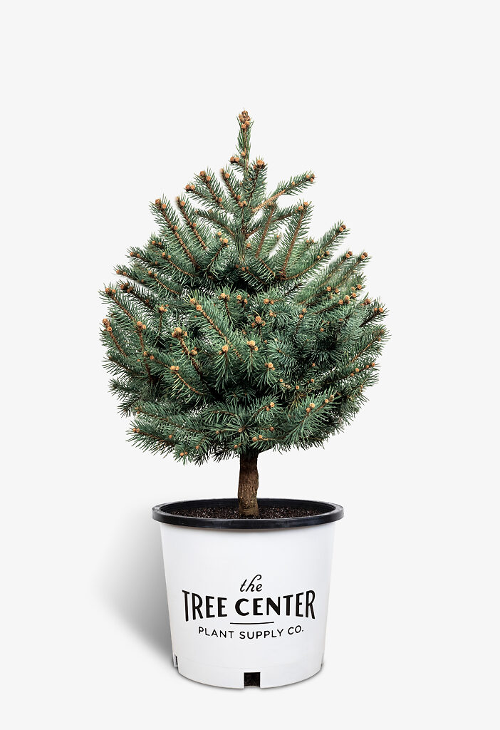 Baby Blue Eyes Spruce Trees For Sale Online The Tree Center   Baby Blue Eyes Spruce 5G 01 702x1024 