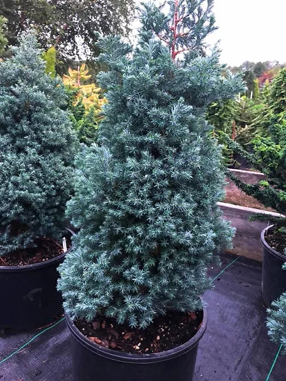 Baby Blue Sawara Cypress Trees For Sale | The Tree Center