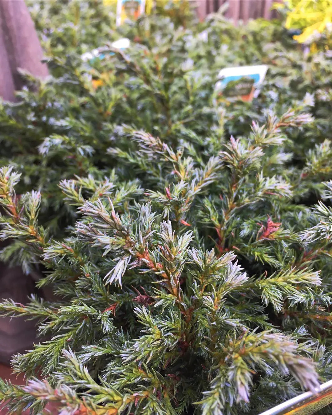 Baby Blue Sawara Cypress Trees For Sale | The Tree Center