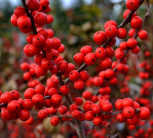 Berry Heavy Winterberry Holly Bush For Sale | The Tree Center