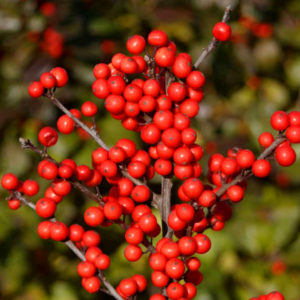 Berry Heavy Winterberry Holly Bush For Sale | The Tree Center