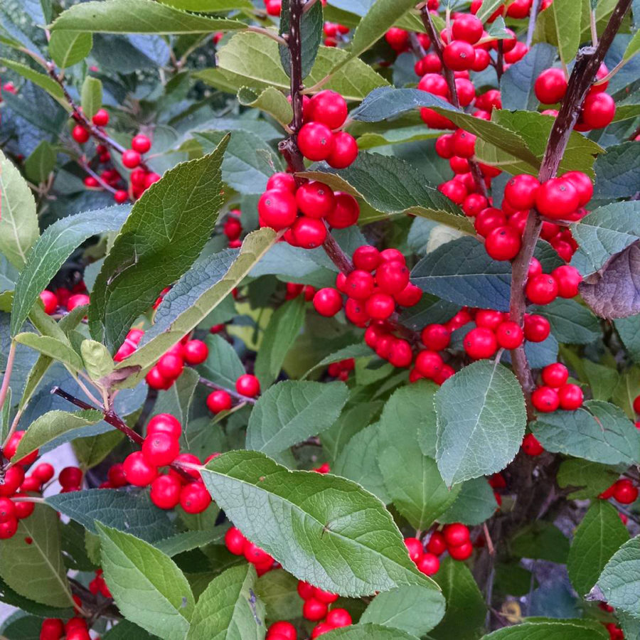 Berry Heavy Winterberry Holly Bush For Sale | The Tree Center