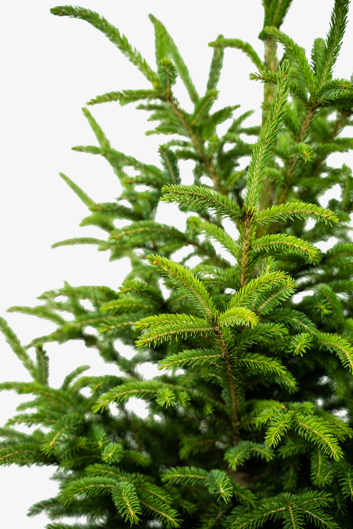 Black Hills Spruce Trees For Sale | The Tree Center