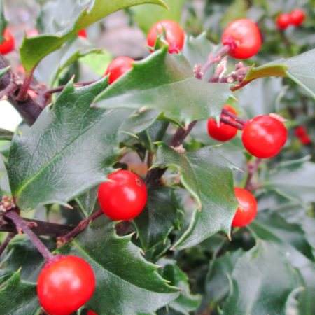 Blue Prince Holly For Sale Online | The Tree Center