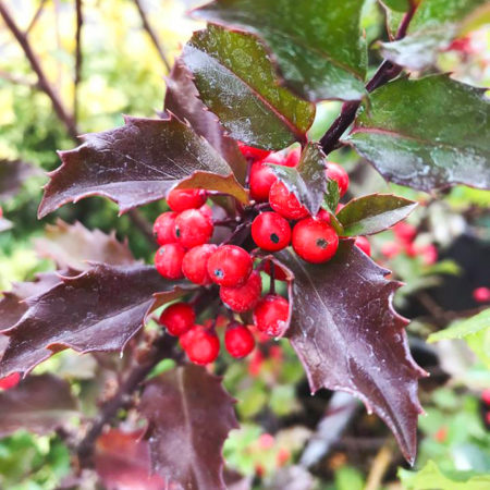 Blue Prince and Princess Combo Holly Bush For Sale Online | The Tree Center