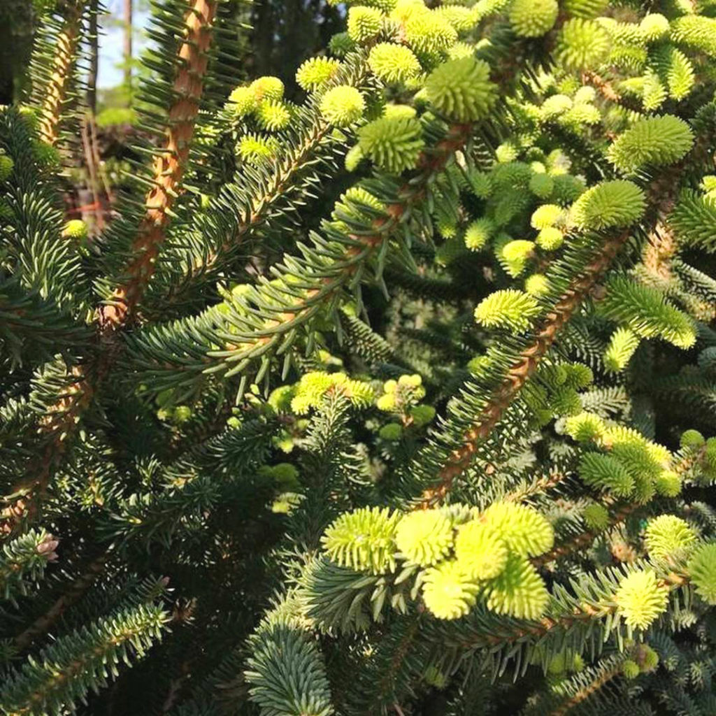 Blue Spanish Fir Trees For Sale Online | The Tree Center