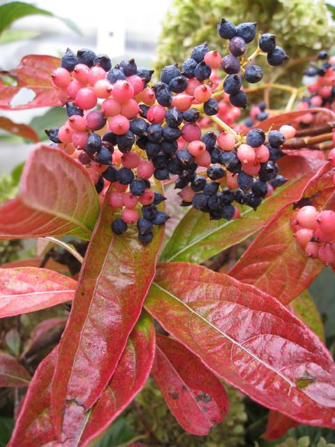 brandywine viburnum hedge