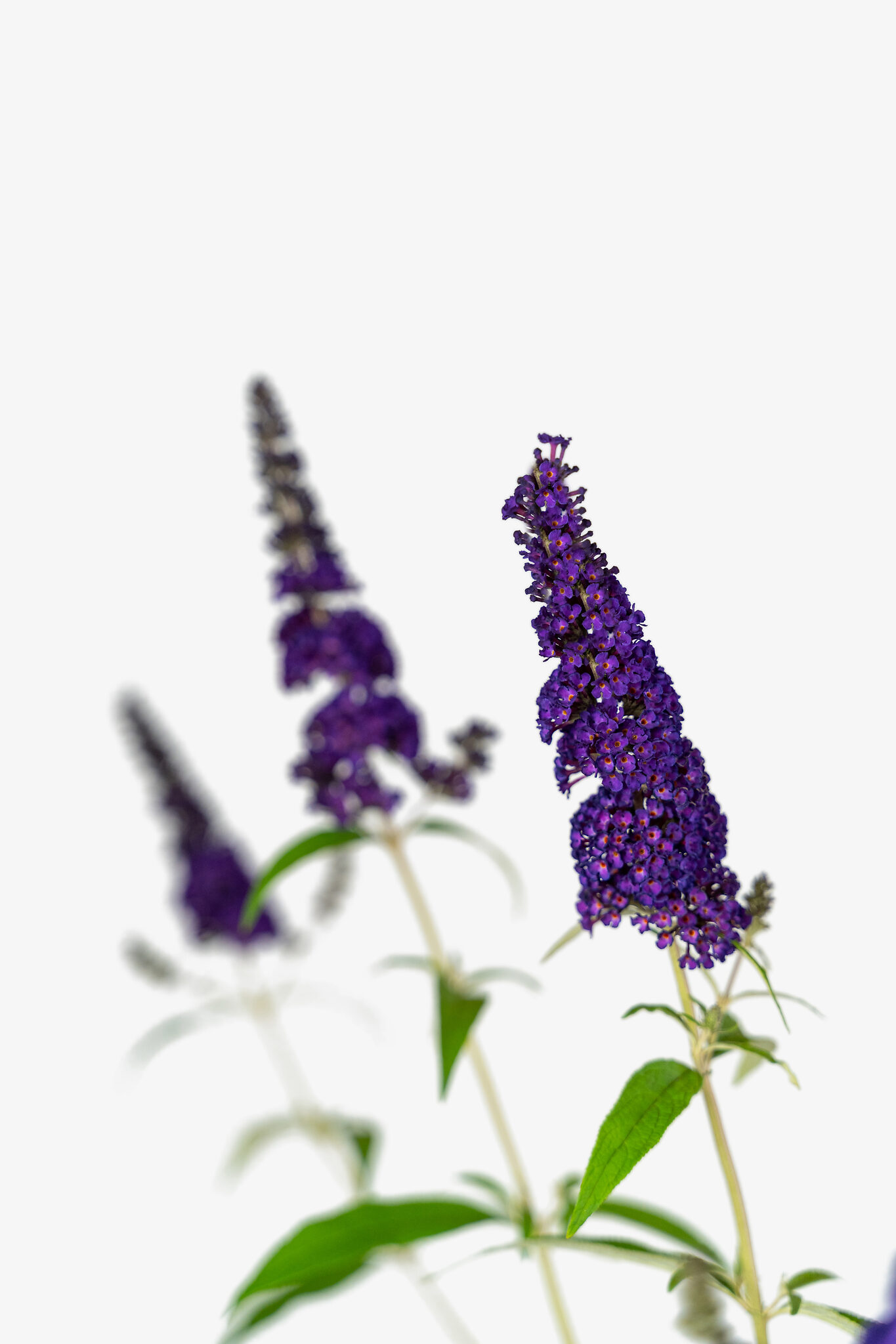 Black Knight Butterfly Bush For Sale The Tree Center   Buddleia Black Knight Butterfly Bush 3G 05 Copy 1365x2048 