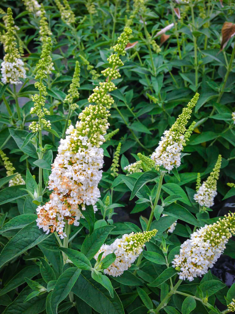 Asian Moon Butterfly Bush The Tree Center