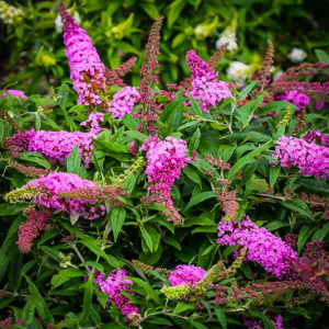 Pugster Pink Butterfly Bushes For Sale | The Tree Center