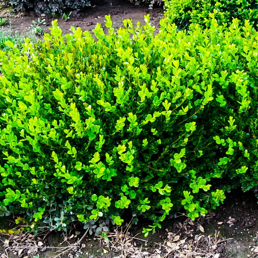 Вечнозеленые кустарники фото с названиями зимостойкие