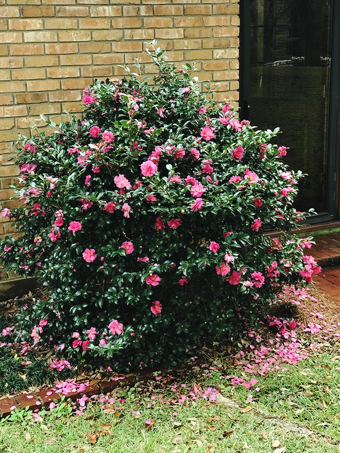 Camellia 'Shi-Shi Gashira' For Sale Online | The Tree Center