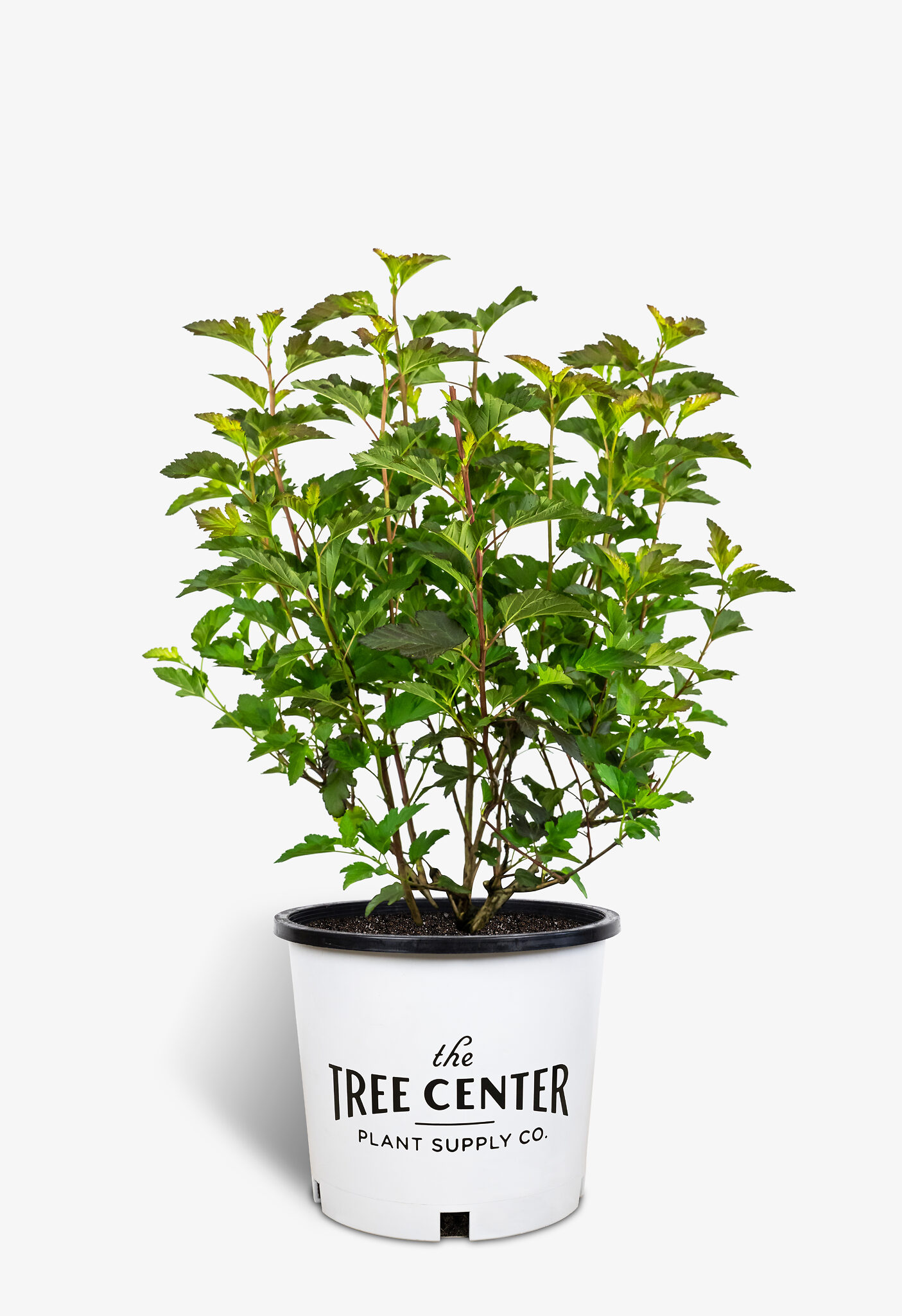 Center Glow Ninebark For Sale Online | The Tree Center