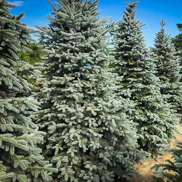 Colorado Blue Spruce 'Majestic' - Picea Pungens Glauca 'Majestic