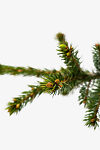 Colorado Spruce For Sale Online | The Tree Center