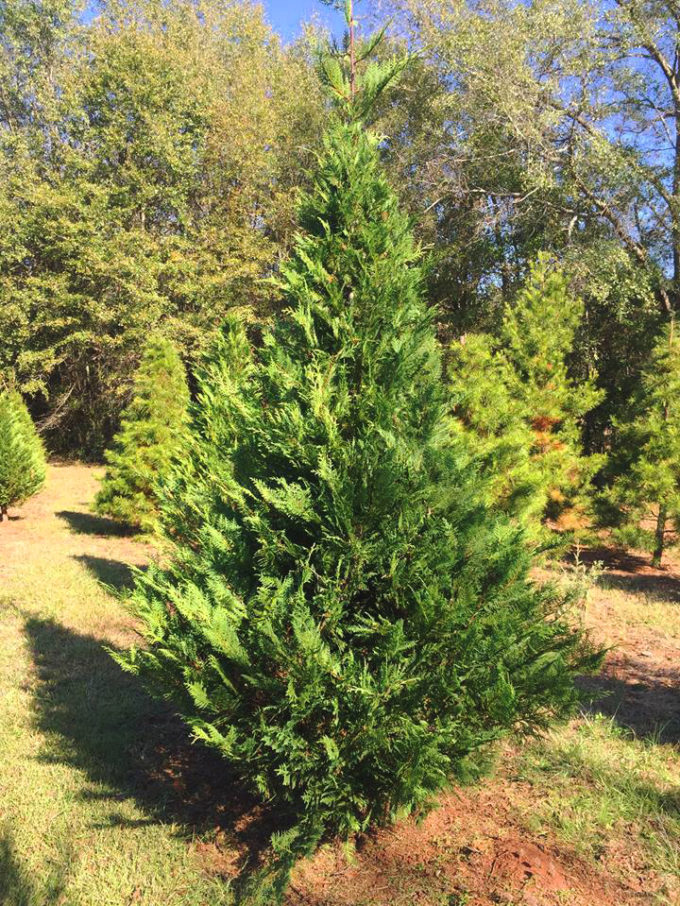 Murray Cypress Trees For Sale Online | The Tree Center