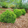 Danica Globe Thuja Arborvitae For Sale Online | The Tree Center