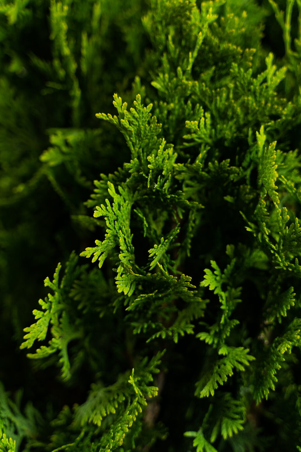 DeGroots Spire Arborvitae | The Tree Center