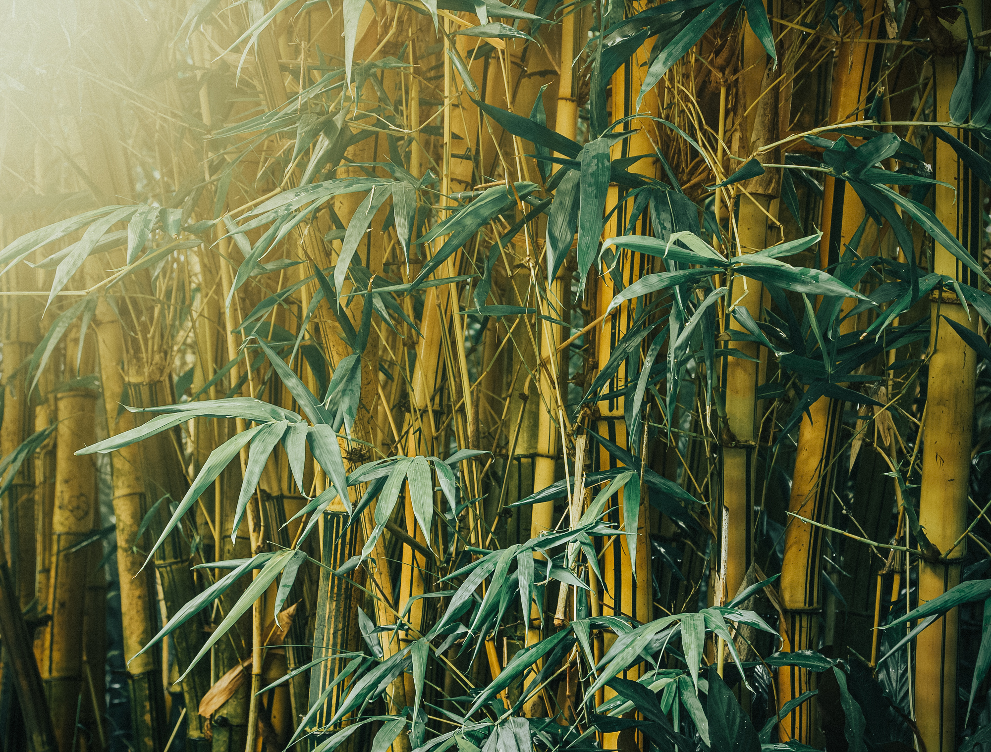 How To Plant Bamboo Trees The Tree Center™