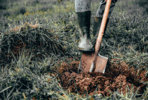 How To Plant Ball And Burlap Trees | The Tree Center™