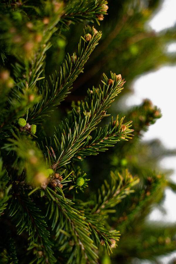 Dwarf Norway Spruce Trees For Sale Online | The Tree Center