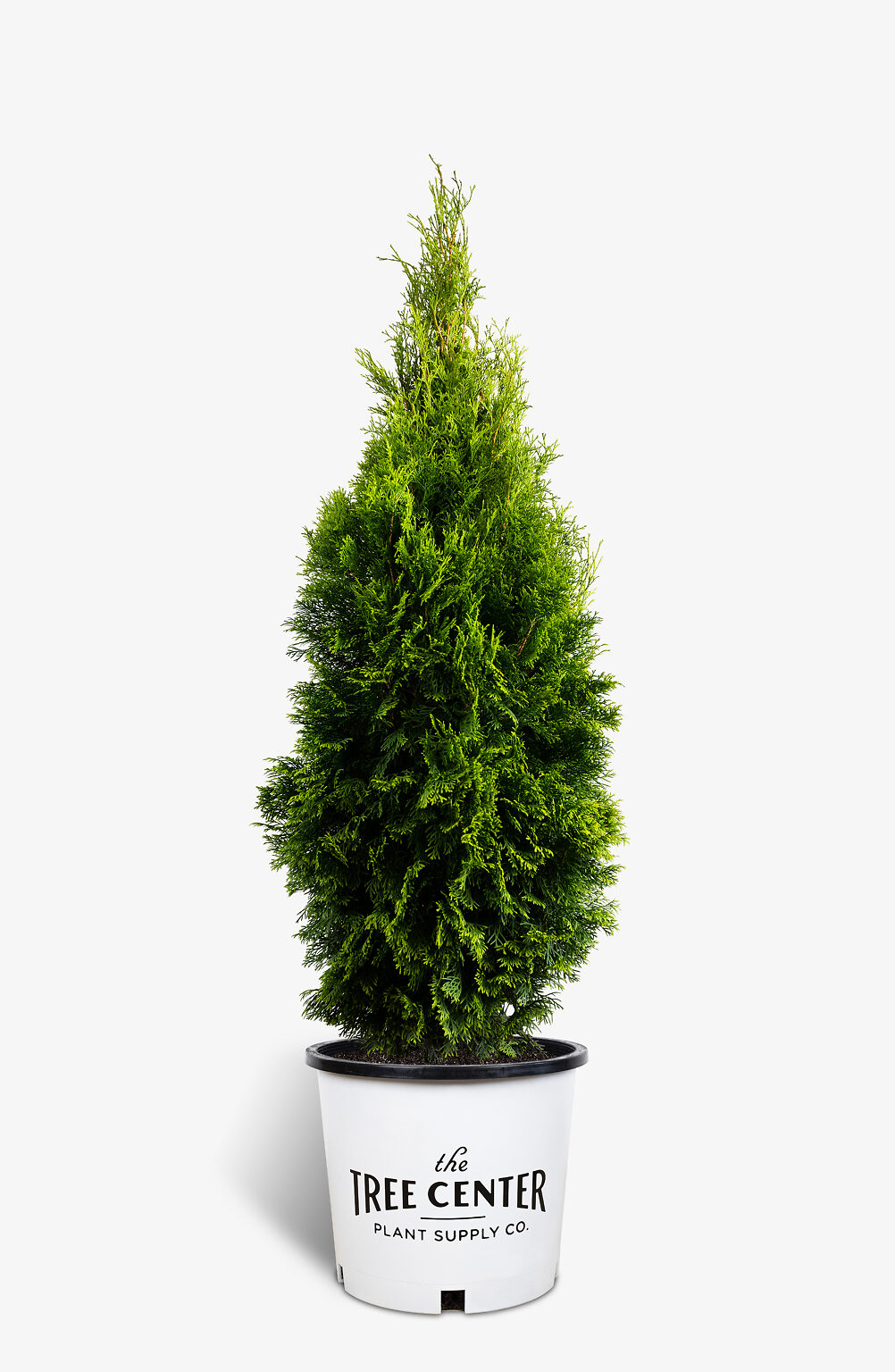 Emerald Green Arborvitae Buy Emerald Thuja Online The Tree Center   Emerald Green Arborvitae 5G 01 Tall 1002x1536 