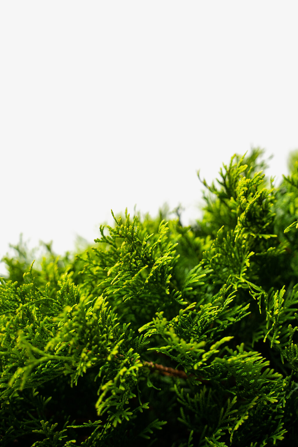 Emerald Green Arborvitae | Buy Emerald Thuja Online | The Tree Center