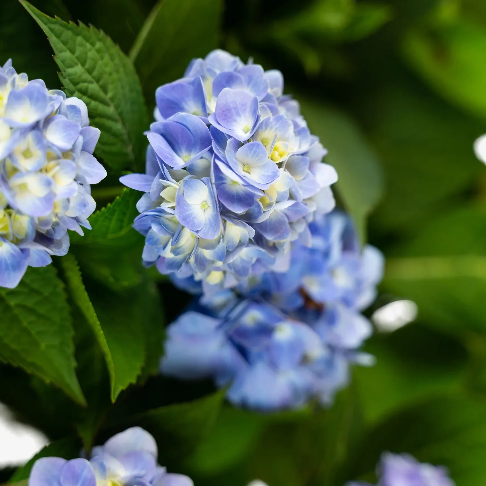 Endless Summer Hydrangea For Sale Online | The Tree Center