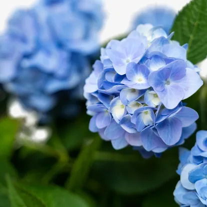 Endless Summer Hydrangea For Sale Online | The Tree Center