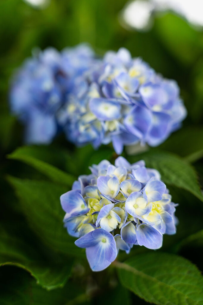 Endless Summer Hydrangea For Sale Online | The Tree Center