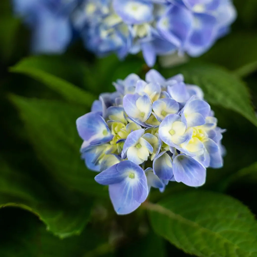 Endless Summer Hydrangea For Sale Online | The Tree Center